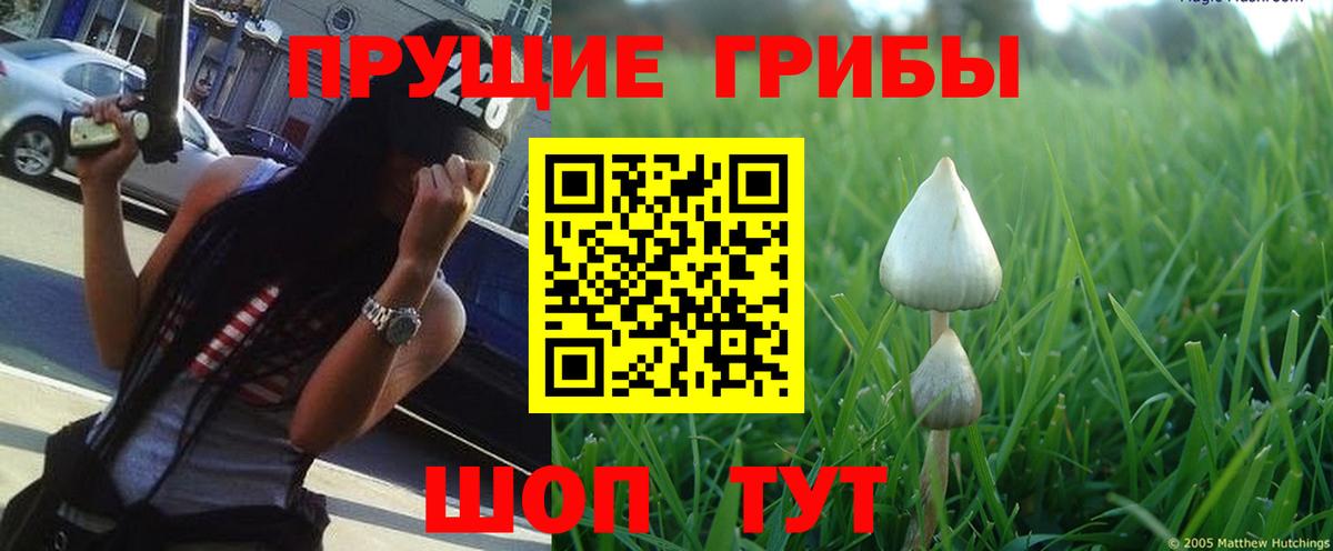 Псилоцибиновые грибы Psilocybe Ступино